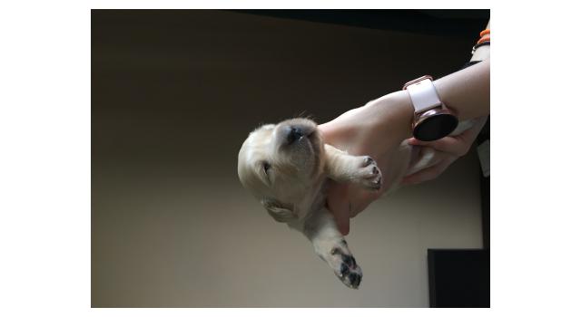 Щенки папийона (папильона) в питомнике Бон Плезир Щенки папийона (папильона) в питомнике Бон Плезир