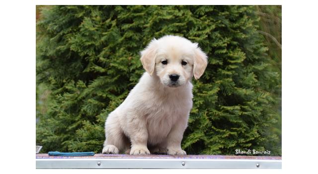 Puppies of papillon in Bon Plaisir Kennel Puppies of papillon in Bon Plaisir Kennel