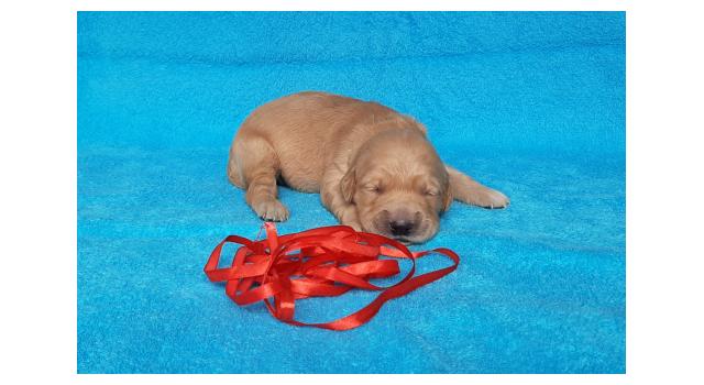 Щенки папийона (папильона) в питомнике Бон Плезир Щенки папийона (папильона) в питомнике Бон Плезир