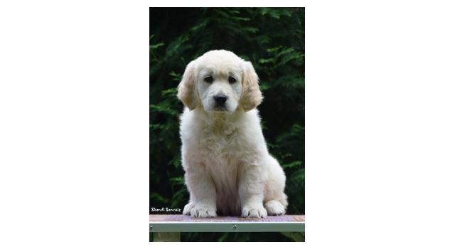 Щенки папийона (папильона) в питомнике Бон Плезир Щенки папийона (папильона) в питомнике Бон Плезир