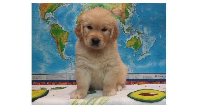 Щенки папийона (папильона) в питомнике Бон Плезир Щенки папийона (папильона) в питомнике Бон Плезир