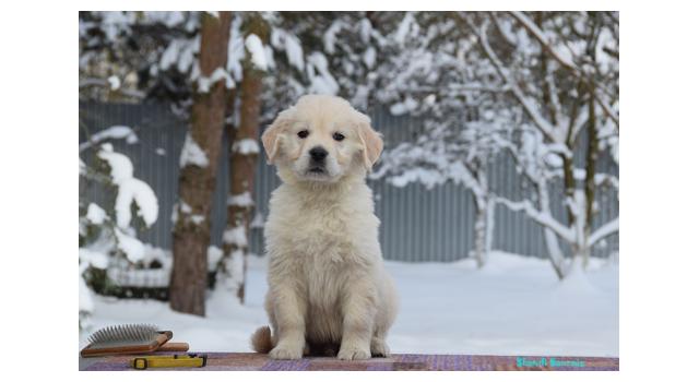 Щенки папийона (папильона) в питомнике Бон Плезир Щенки папийона (папильона) в питомнике Бон Плезир