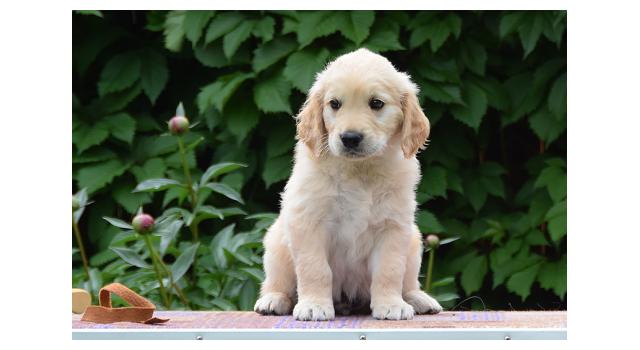 Щенки папийона (папильона) в питомнике Бон Плезир Щенки папийона (папильона) в питомнике Бон Плезир