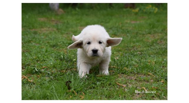 Puppies of papillon in Bon Plaisir Kennel Puppies of papillon in Bon Plaisir Kennel