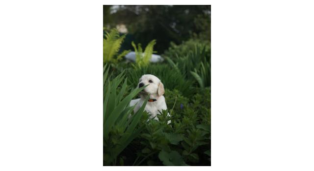 Щенки папийона (папильона) в питомнике Бон Плезир Щенки папийона (папильона) в питомнике Бон Плезир