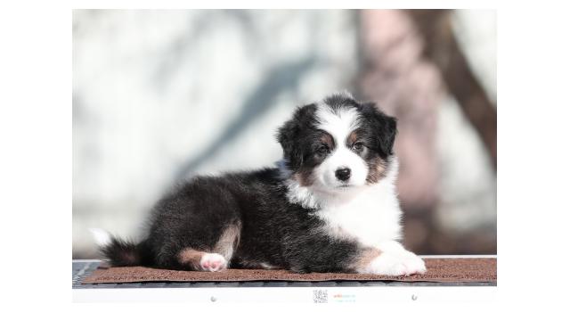 Щенки папийона (папильона) в питомнике Бон Плезир Щенки папийона (папильона) в питомнике Бон Плезир
