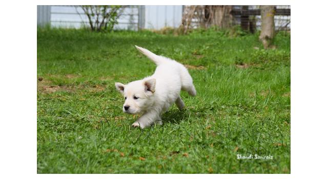 Puppies of papillon in Bon Plaisir Kennel Puppies of papillon in Bon Plaisir Kennel