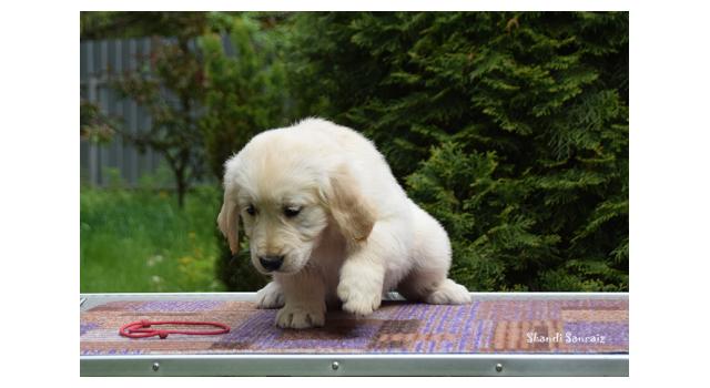 Puppies of papillon in Bon Plaisir Kennel Puppies of papillon in Bon Plaisir Kennel