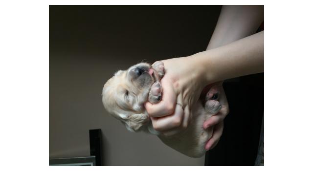 Щенки папийона (папильона) в питомнике Бон Плезир Щенки папийона (папильона) в питомнике Бон Плезир