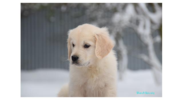 Щенки папийона (папильона) в питомнике Бон Плезир Щенки папийона (папильона) в питомнике Бон Плезир