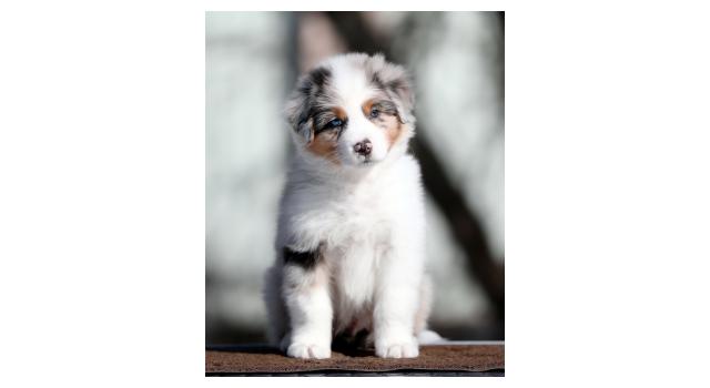 Щенки папийона (папильона) в питомнике Бон Плезир Щенки папийона (папильона) в питомнике Бон Плезир