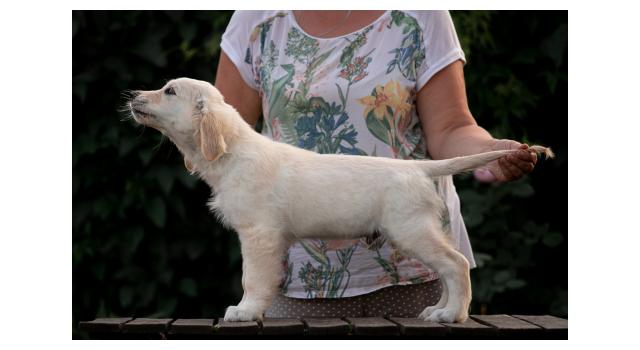 Щенки папийона (папильона) в питомнике Бон Плезир Щенки папийона (папильона) в питомнике Бон Плезир