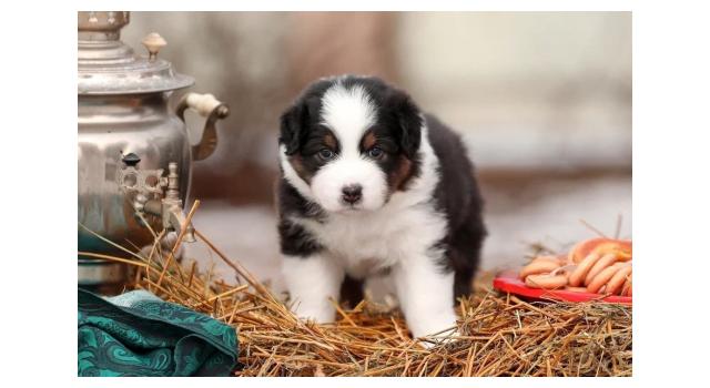 Щенки папийона (папильона) в питомнике Бон Плезир Щенки папийона (папильона) в питомнике Бон Плезир