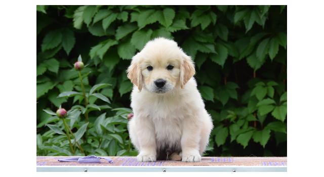 Щенки папийона (папильона) в питомнике Бон Плезир Щенки папийона (папильона) в питомнике Бон Плезир