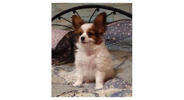 Щенки папийона (папильона) в питомнике Бон Плезир Щенки папийона (папильона) в питомнике Бон Плезир