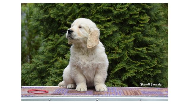 Puppies of papillon in Bon Plaisir Kennel Puppies of papillon in Bon Plaisir Kennel