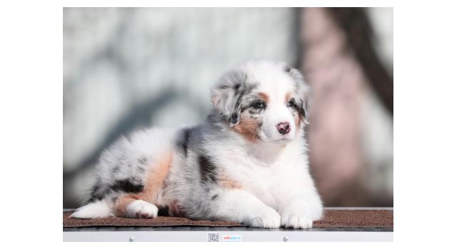Щенки папийона (папильона) в питомнике Бон Плезир Щенки папийона (папильона) в питомнике Бон Плезир
