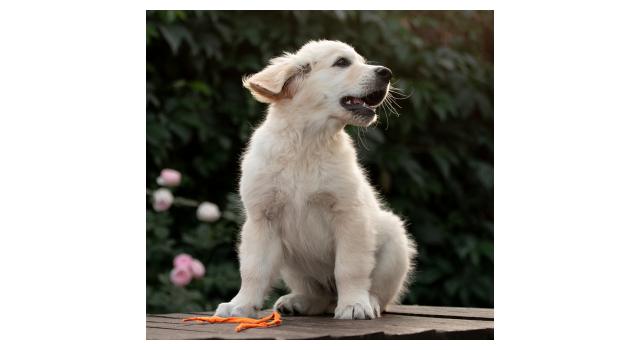 Щенки папийона (папильона) в питомнике Бон Плезир Щенки папийона (папильона) в питомнике Бон Плезир