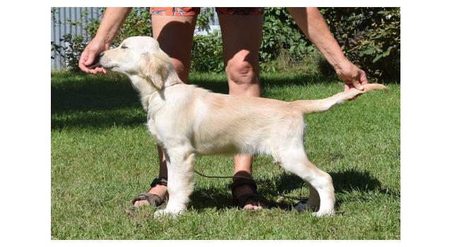 Щенки папийона (папильона) в питомнике Бон Плезир Щенки папийона (папильона) в питомнике Бон Плезир