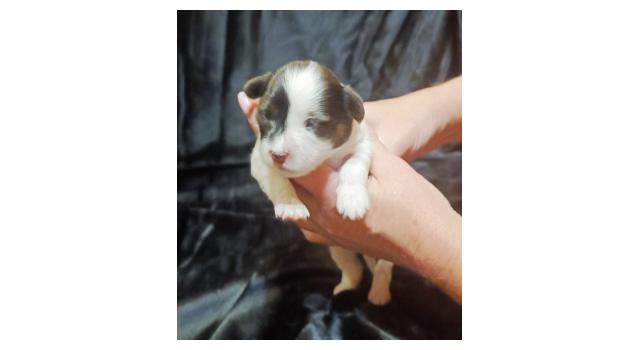 Щенки папийона (папильона) в питомнике Бон Плезир Щенки папийона (папильона) в питомнике Бон Плезир