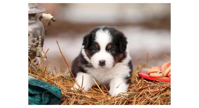 Щенки папийона (папильона) в питомнике Бон Плезир Щенки папийона (папильона) в питомнике Бон Плезир