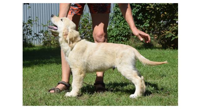 Щенки папийона (папильона) в питомнике Бон Плезир Щенки папийона (папильона) в питомнике Бон Плезир