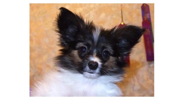 Щенки папийона (папильона) в питомнике Бон Плезир Щенки папийона (папильона) в питомнике Бон Плезир