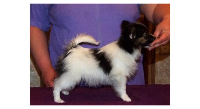 Щенки папийона (папильона) в питомнике Бон Плезир Щенки папийона (папильона) в питомнике Бон Плезир