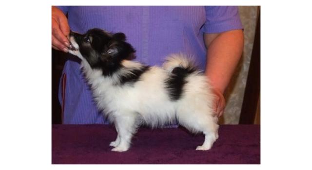 Щенки папийона (папильона) в питомнике Бон Плезир Щенки папийона (папильона) в питомнике Бон Плезир