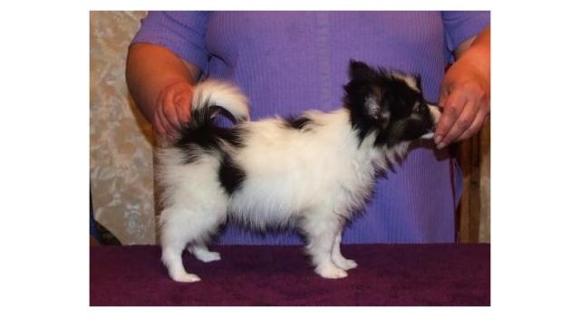 Щенки папийона (папильона) в питомнике Бон Плезир Щенки папийона (папильона) в питомнике Бон Плезир