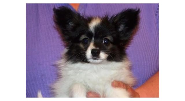 Щенки папийона (папильона) в питомнике Бон Плезир Щенки папийона (папильона) в питомнике Бон Плезир