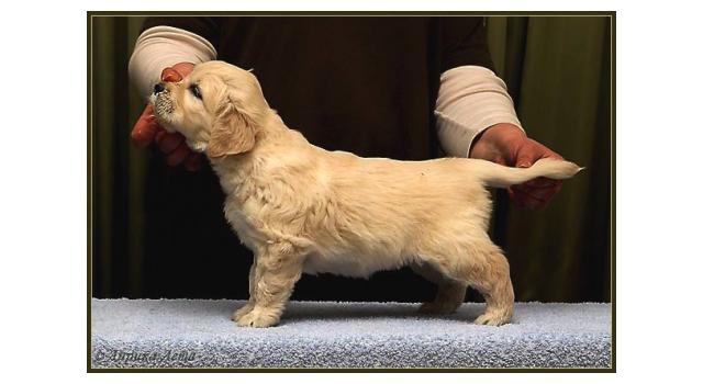 Щенки папийона (папильона) в питомнике Бон Плезир Щенки папийона (папильона) в питомнике Бон Плезир