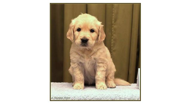 Щенки папийона (папильона) в питомнике Бон Плезир Щенки папийона (папильона) в питомнике Бон Плезир