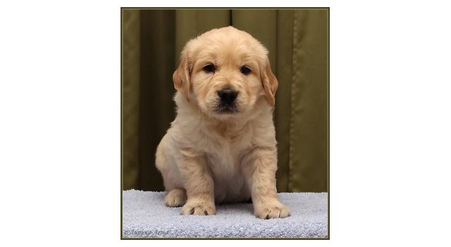 Щенки папийона (папильона) в питомнике Бон Плезир Щенки папийона (папильона) в питомнике Бон Плезир