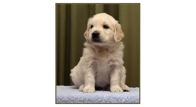 Щенки папийона (папильона) в питомнике Бон Плезир Щенки папийона (папильона) в питомнике Бон Плезир