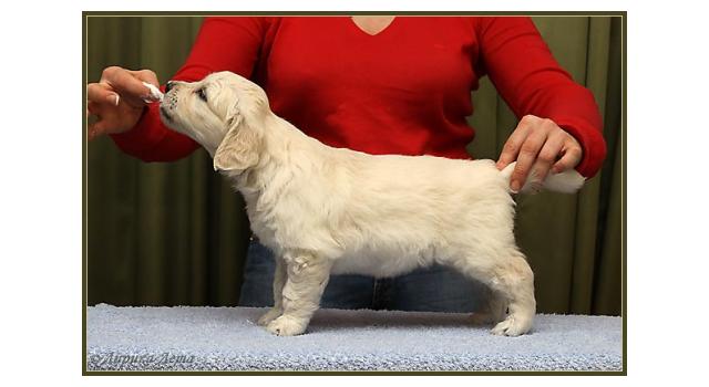 Щенки папийона (папильона) в питомнике Бон Плезир Щенки папийона (папильона) в питомнике Бон Плезир