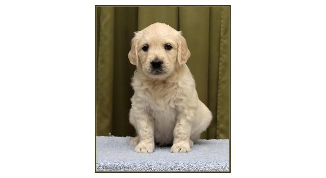 Щенки папийона (папильона) в питомнике Бон Плезир Щенки папийона (папильона) в питомнике Бон Плезир