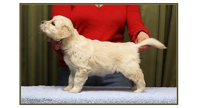 Щенки папийона (папильона) в питомнике Бон Плезир Щенки папийона (папильона) в питомнике Бон Плезир