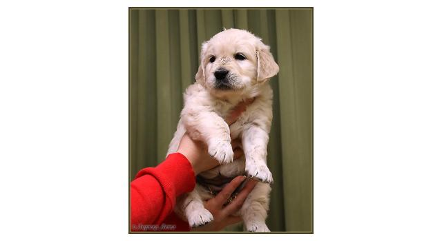 Щенки папийона (папильона) в питомнике Бон Плезир Щенки папийона (папильона) в питомнике Бон Плезир