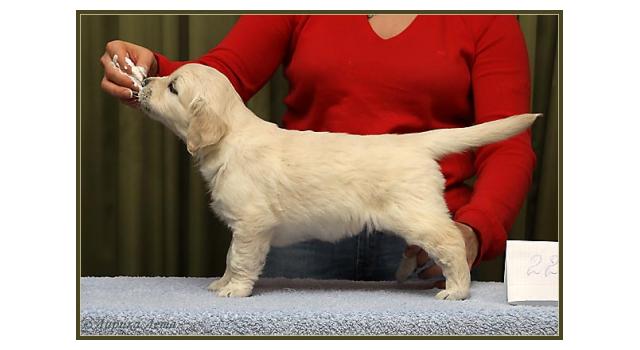 Щенки папийона (папильона) в питомнике Бон Плезир Щенки папийона (папильона) в питомнике Бон Плезир