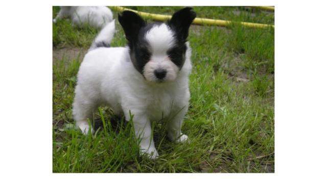 Щенки папийона (папильона) в питомнике Бон Плезир Щенки папийона (папильона) в питомнике Бон Плезир