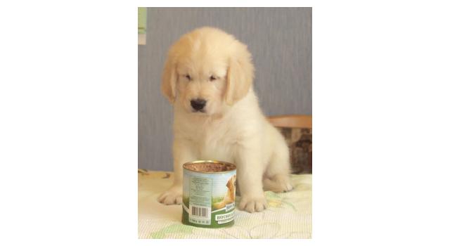 Щенки папийона (папильона) в питомнике Бон Плезир Щенки папийона (папильона) в питомнике Бон Плезир