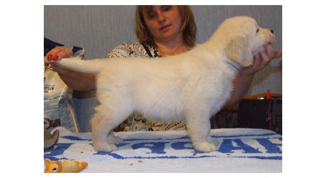 Щенки папийона (папильона) в питомнике Бон Плезир Щенки папийона (папильона) в питомнике Бон Плезир