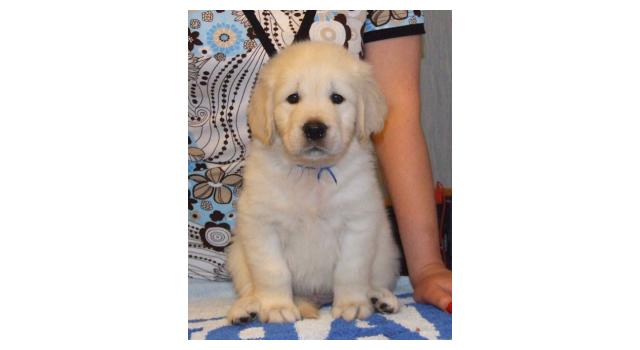 Щенки папийона (папильона) в питомнике Бон Плезир Щенки папийона (папильона) в питомнике Бон Плезир