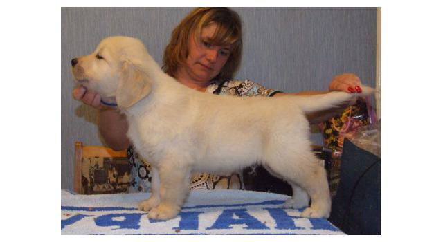 Щенки папийона (папильона) в питомнике Бон Плезир Щенки папийона (папильона) в питомнике Бон Плезир