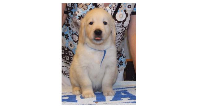 Щенки папийона (папильона) в питомнике Бон Плезир Щенки папийона (папильона) в питомнике Бон Плезир