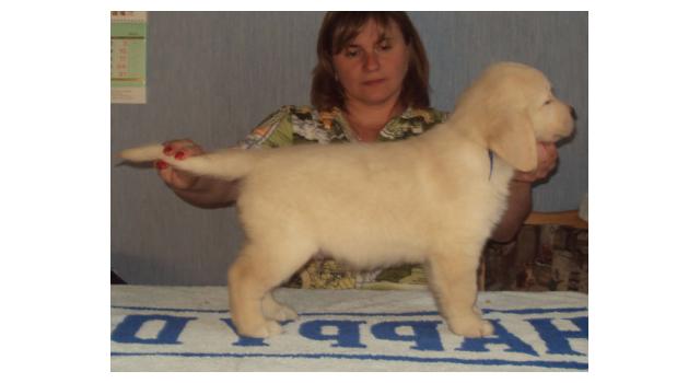 Щенки папийона (папильона) в питомнике Бон Плезир Щенки папийона (папильона) в питомнике Бон Плезир