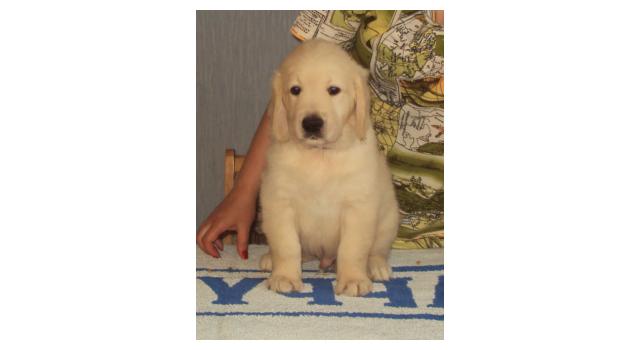 Щенки папийона (папильона) в питомнике Бон Плезир Щенки папийона (папильона) в питомнике Бон Плезир