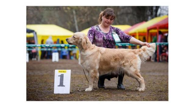 Щенки папийона (папильона) в питомнике Бон Плезир Щенки папийона (папильона) в питомнике Бон Плезир
