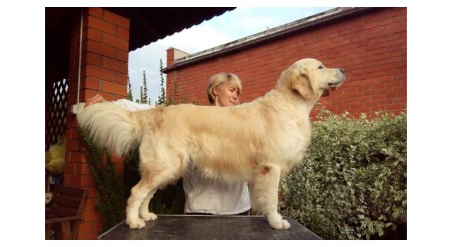 Щенки папийона (папильона) в питомнике Бон Плезир Щенки папийона (папильона) в питомнике Бон Плезир
